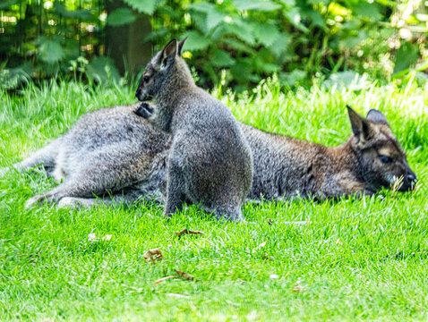 Wallaby de Bennett