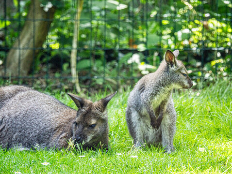 Wallaby de Bennett