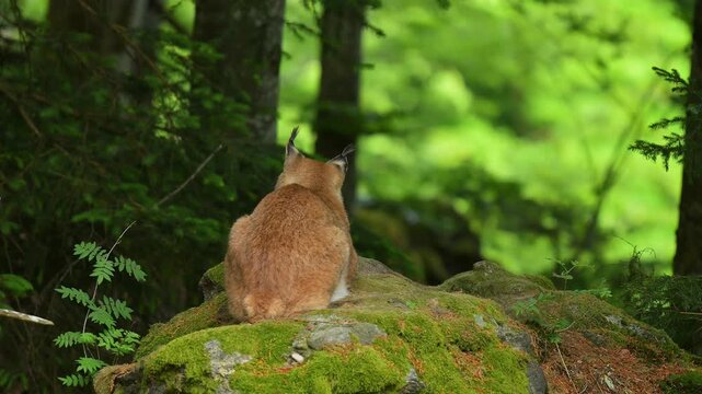  Luchs (Lynx, lynx), sitzt im Wald und beobachtet