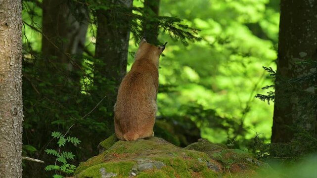  Luchs (Lynx, lynx), sitzt im Wald und beobachtet