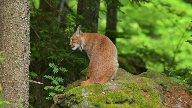  Luchs (Lynx, lynx), sitzt im Wald und beobachtet