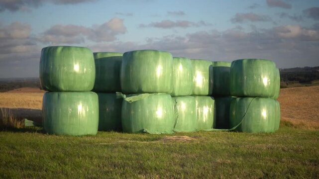 Hirtshals, Denmark Green plastic-covered hay bales on a hillside on a windy day. 