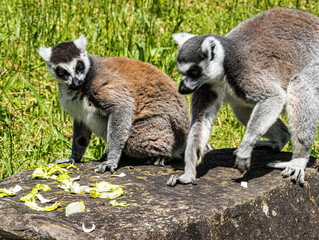 Fototapeta premium Ring-tailed Lemur (Maki catta)