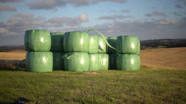 Hirtshals, Denmark Green plastic-covered hay bales on a hillside on a windy day. 