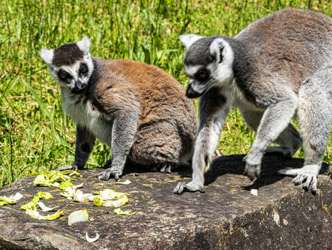 Ring-tailed Lemur (Maki catta)