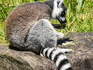 Fototapeta premium Ring-tailed Lemur (Maki catta)