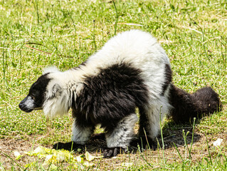 Fototapeta premium Black-and-white ruffed lemur (Varecia variegata) This endangered primate from Madagascar is recognized by its striking black and white fur pattern