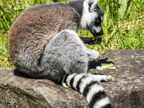 Ring-tailed Lemur (Maki catta)