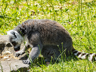 Fototapeta premium Ring-tailed Lemur (Maki catta)