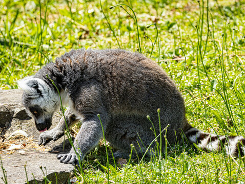 Ring-tailed Lemur (Maki catta)