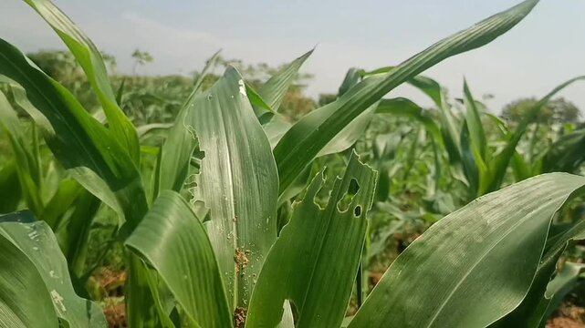 Green corn field swaying in the wind on a sunny day, close up of maize crop leaves blowing in breeze