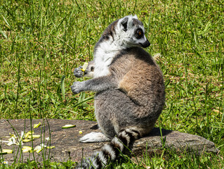 Fototapeta premium Ring-tailed Lemur (Maki catta)
