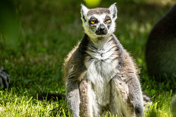 Fototapeta premium Ring-tailed Lemur (Maki catta)