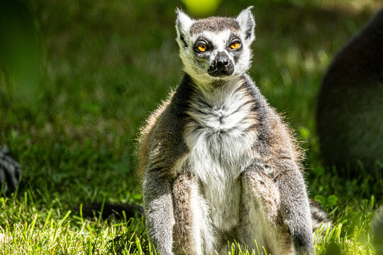 Ring-tailed Lemur (Maki catta)