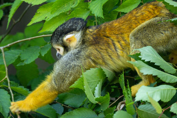 Squirrel monkey perched on branch, alert gaze, natural light  © Ludovic