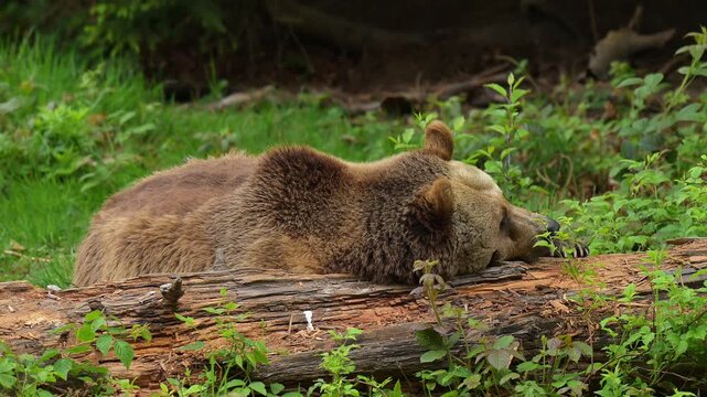 Europ&auml;ischer Braunb&auml;r (Ursus arctos), sitzt am Boden und lehnt mit dem Oberk&ouml;rper aufrecht an einem Baumstamm