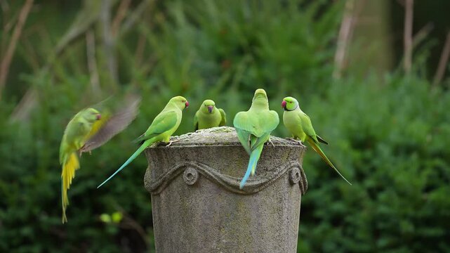 Gr&uuml;ne Halsbandsittiche (Psittacula krameri), sitzten auf einem verzierten Steinsockel und nehmen Nahrung zu sich