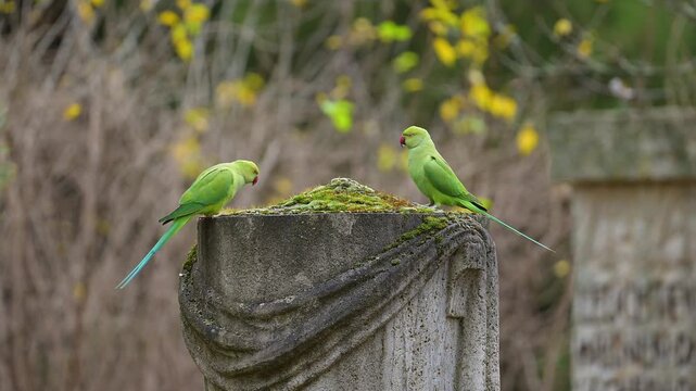 Gr&uuml;ne Halsbandsittiche (Psittacula krameri), sitzten auf einem verzierten Steinsockel und nehmen Nahrung zu sich