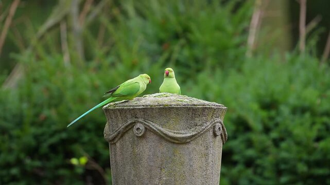 Gr&uuml;ne Halsbandsittiche (Psittacula krameri), sitzten auf einem verzierten Steinsockel und nehmen Nahrung zu sich