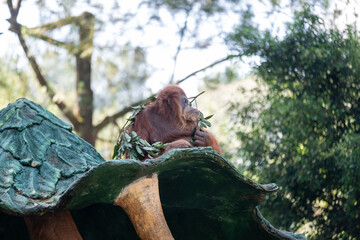 Orangutan resting atop a large artificial tree structure while holding leafy branches, photographed from a low angle in soft daylight, highlighting intelligence and natural behavior. © Samuel Ivan Pangdefa