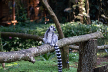 Naklejka premium Ring-tailed lemur resting on a moss-covered wooden rail in a lush forest setting, captured in soft natural daylight with a side profile and long striped tail creating a balanced composition.