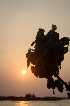 As the sun begins to set and the silhouettes of plants complete the twilight scenery.