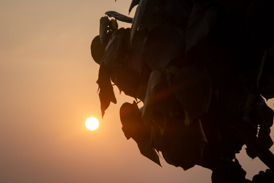 As the sun begins to set and the silhouettes of plants complete the twilight scenery.