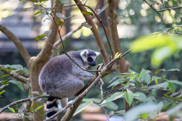 Naklejka premium Ring-tailed lemur perched on a tree branch amid lush green foliage, viewed from the side in soft natural light, showcasing agile climbing behavior in a forest-like habitat.