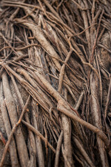 Fototapeta premium Healthy banyan tree roots with a natural, aged texture
