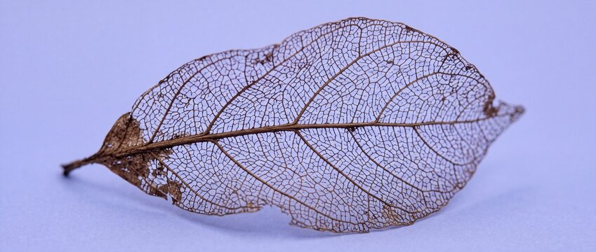 Transparent brown leaf skeleton showcases intricate natural vein patterns against soft purple background used for educational biology study