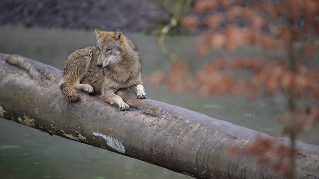 Wolf (Canis lupus), liegt auf einen Baumstamm und beobachtet seine Umgebung