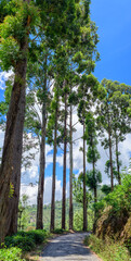 Fototapeta premium Tall trees lining a scenic mountain road beneath a bright blue sky in Nuwara Eliya, Sri Lanka