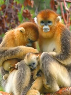 Shennongjia Golden Snub-nosed Monkeys with baby