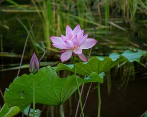 Fototapete Badezimmer Pink Lotus Flower Blooming in a Serene Garden Pond with Large Green Leaves  © Pirce