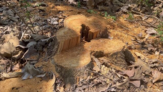 Deforestation site with remaining cut down tree trunk