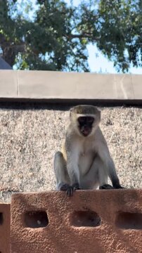 Cute vervet monkey sitting on a brick wall and looking around