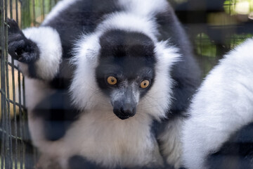 Naklejka premium A striking black-and-white ruffed lemur peers directly toward the camera with vivid amber eyes, framed by lush white fur in a close-up wildlife portrait with a softly blurred background.