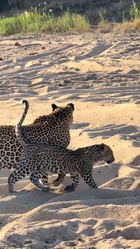 "Mother leopard walking with her cute cub on sandy ground in the wild"