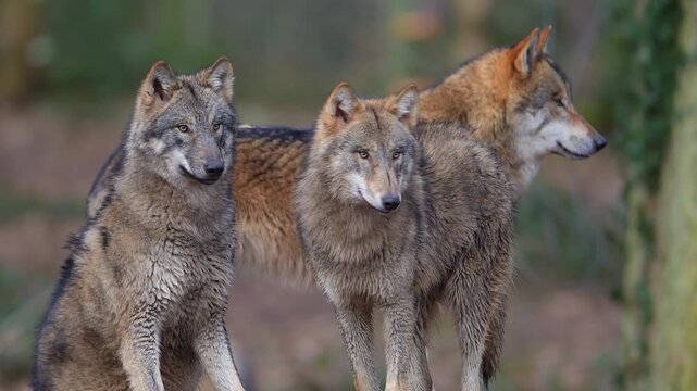 Wolf (Canis lupus), Wolfsrudel im Wald