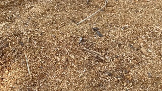 Close up of raw wooden sawdust pile from chainsaw or sawmill worker