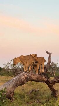 Pride of wild lions standing on a large fallen tree log at sunse