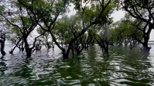 reflection of trees in water amazing trees in the water swamp forest