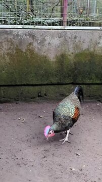Rare Green Junglefowl Rooster with Vibrant Comb in Captivity