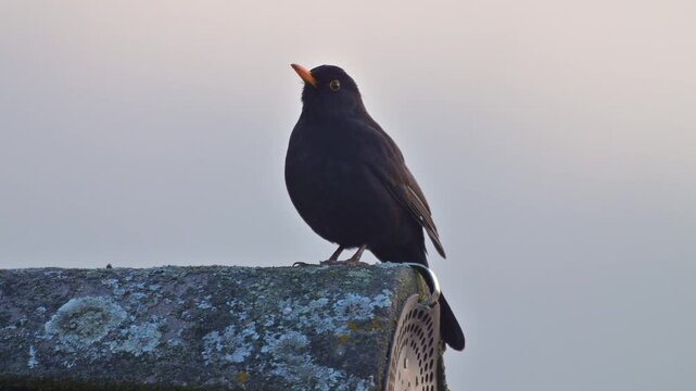 Amsel (Turdus merula), sitzt auf einem Dachfirst
