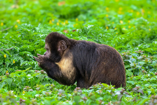A capuchin monkey sits in lush green grass, eating something from its hands