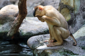 Young monkey sits on a rock near water, looking down thoughtfully © Діма Осташук
