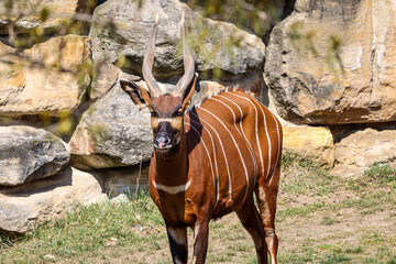 Majestic bongo antelope with striking white stripes stands proudly in its rocky habitat © Діма Осташук