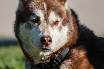 Close-up portrait of a beautiful brown and white Siberian Husky dog with amber eyes © Діма Осташук