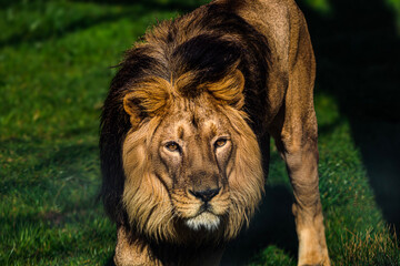 Majestic male lion with a dark mane walks across a grassy field © Діма Осташук
