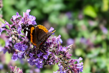 Red Admiral butterfly feeding on purple catmint flowers in a garden © Діма Осташук